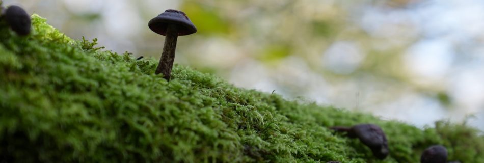 Champignons sur mousse verte