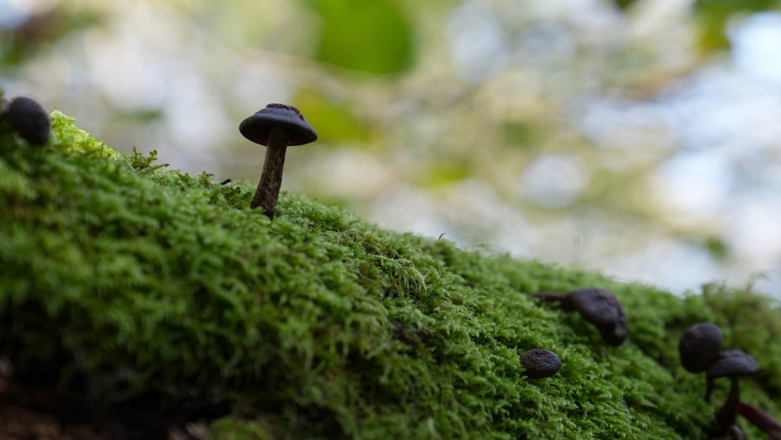 Regard de naturaliste : les champignons par Alexis Chevallier
